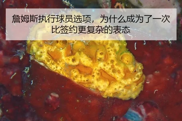 zhan-mu-si-zhi-xing-qiu-yuan-xuan-xiang-wei-shen-me-cheng-wei-le-yi-ci-bi-qian-yue-geng-fu-za-de-biao-tai-2-918.jpg